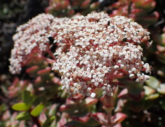 Crassula rupestris
