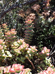 Crassula rupestris