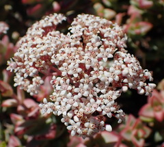 Crassula rupestris