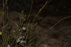 Lepidobolus preissianus