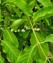 Euonymus atropurpureus