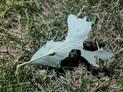 Andricus quercuspetiolicola