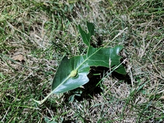 Andricus quercuspetiolicola