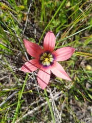 Romulea hirsuta