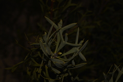 Petrophile shuttleworthiana