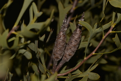 Petrophile shuttleworthiana