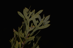 Petrophile shuttleworthiana