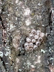 Rhaphigaster nebulosa