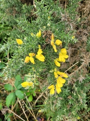 Ulex