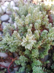 Chenolea diffusa