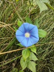 Ipomoea nil