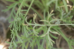 Entyloma eschscholziae