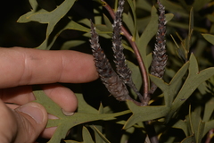 Petrophile shuttleworthiana