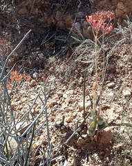Kalanchoe rotundifolia