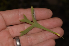 Petrophile shuttleworthiana