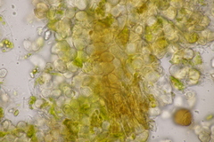 Entyloma eschscholziae