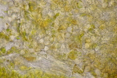 Entyloma eschscholziae