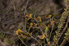 Cristonia stenophylla