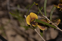 Cristonia stenophylla