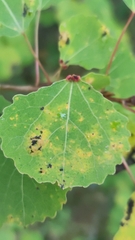 Eriophyes diversipunctatus