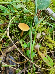 Cystoderma