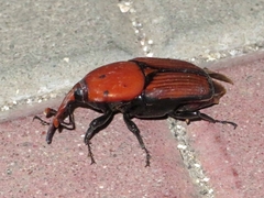 Rhynchophorus ferrugineus