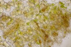 Entyloma eschscholziae