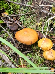 Cystoderma