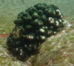 Pocillopora aliciae