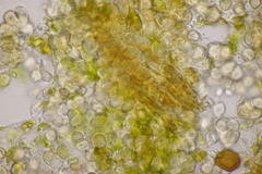 Entyloma eschscholziae