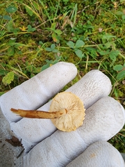 Cystoderma