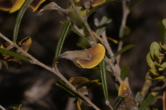 Cristonia stenophylla