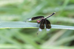 Neurothemis tullia