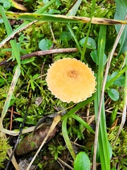 Cystoderma