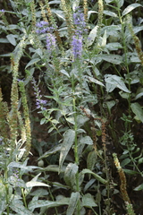 Podosphaera fuliginea