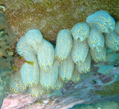 Botrylloides magnicoecus