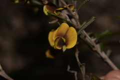 Cristonia stenophylla
