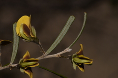 Cristonia stenophylla