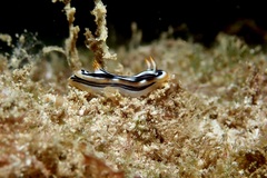 Chromodoris strigata