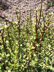 Portulacaria afra