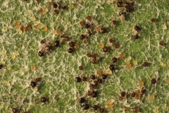 Podosphaera fuliginea