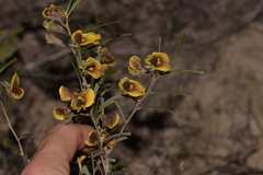 Cristonia stenophylla