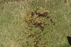 Podosphaera fuliginea