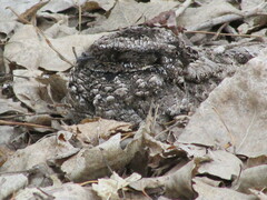 Phalaenoptilus nuttallii