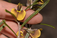 Cristonia stenophylla