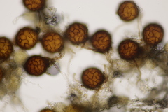 Podosphaera fuliginea