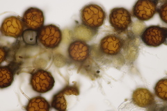 Podosphaera fuliginea