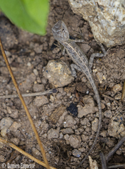 Diporiphora australis