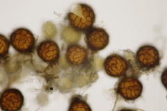 Podosphaera fuliginea