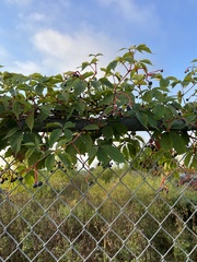 Parthenocissus quinquefolia